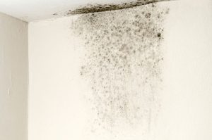 Why Is It Important to Get a Mold Inspection?