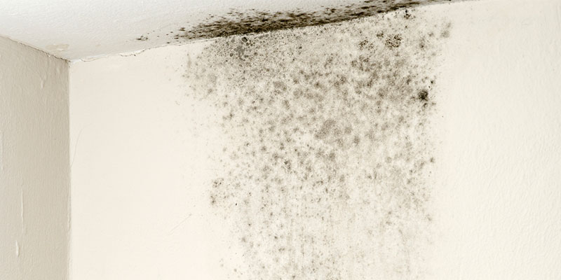 Why Is It Important to Get a Mold Inspection?