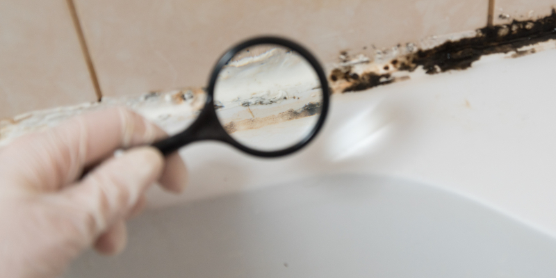 Why You Should Get a Mold Inspection Before Buying a Home